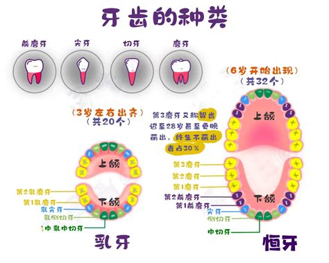 下牙|每颗牙齿的名字